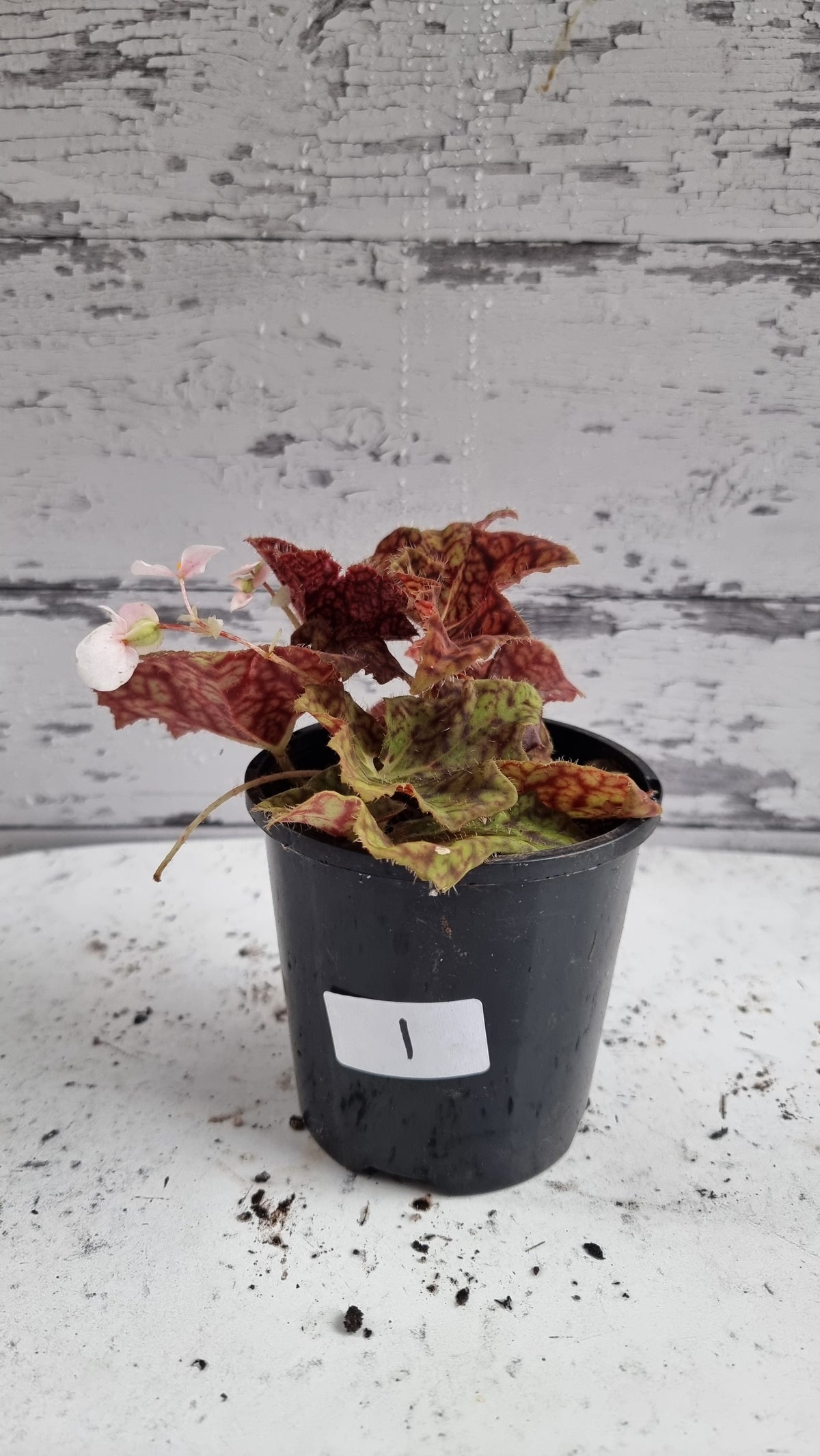 Begonia fuscomaculata var. NOID 'Plum Swirl'