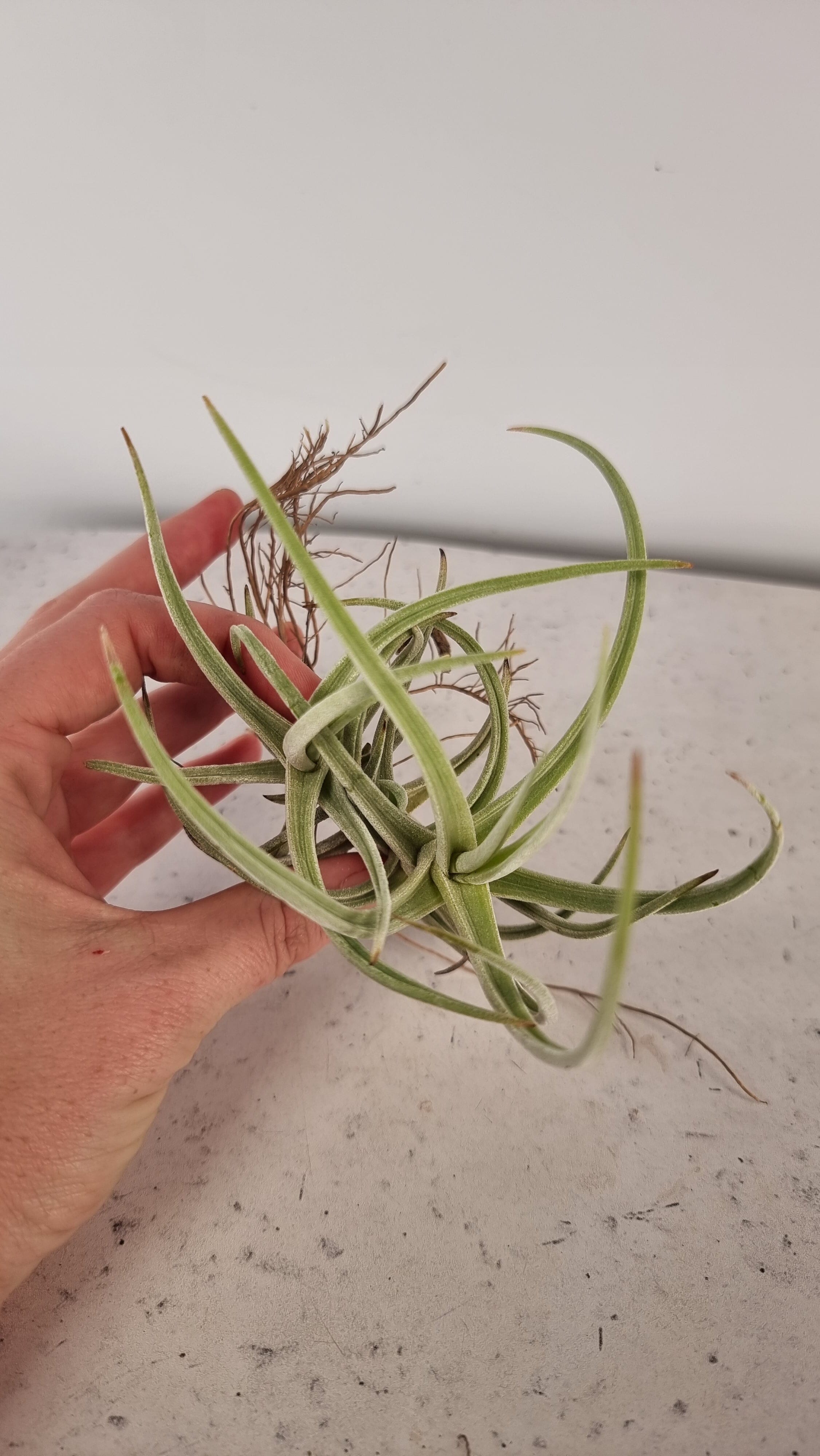 Tillandsia schiedeana var. glabrior - Air Plant Root'd Plants 