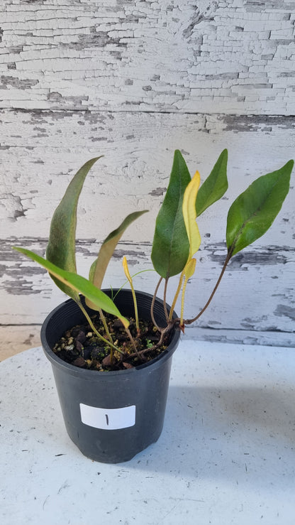 Pyrrosia lingua - Japanese Felt Fern