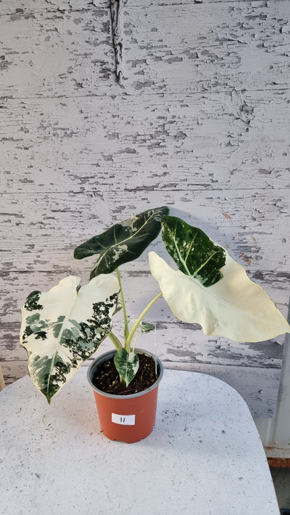 Alocasia micholitziana 'Frydek' - 雜色綠天鵝絨