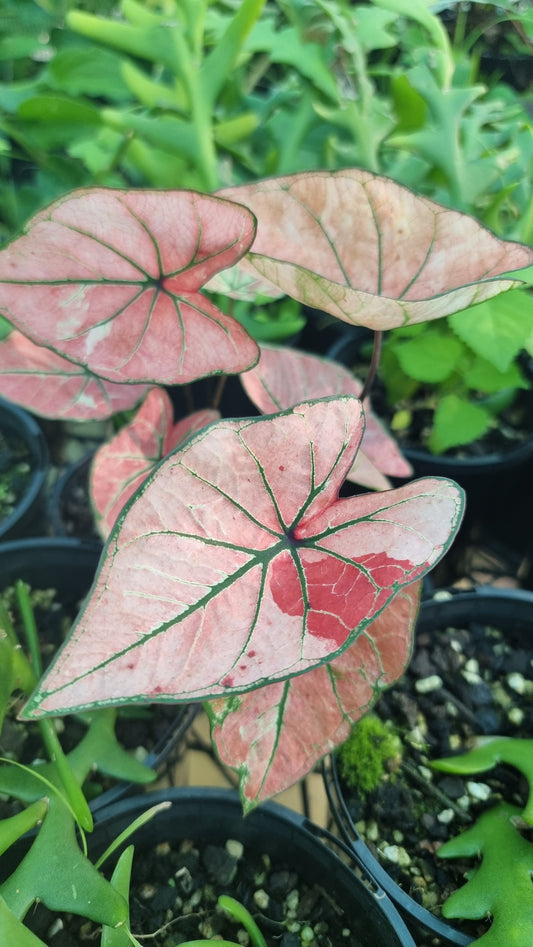 Caladium bicolour 'Candy Lace'
