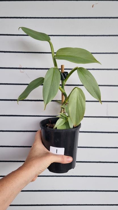 Philodendron hastatum ‘Silver Sword’