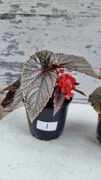 Begonia 'Maurice Amey' - Angel Wing Cane Begonia
