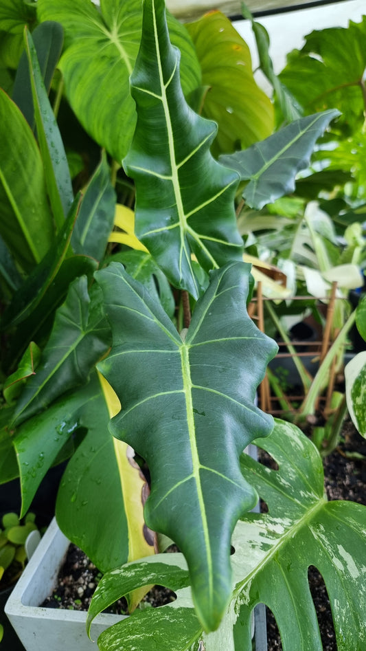 Alocasia hybrid 'Sarian'
