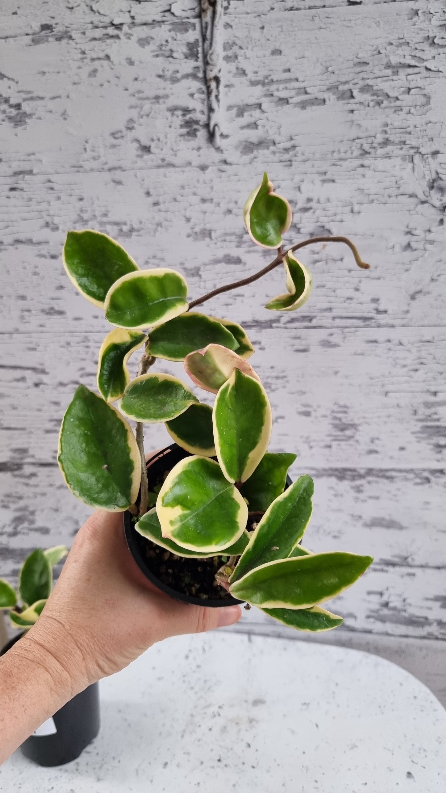 Hoya carnosa 'Krimson Queen' - Albo Variegated Wax Vine Plant