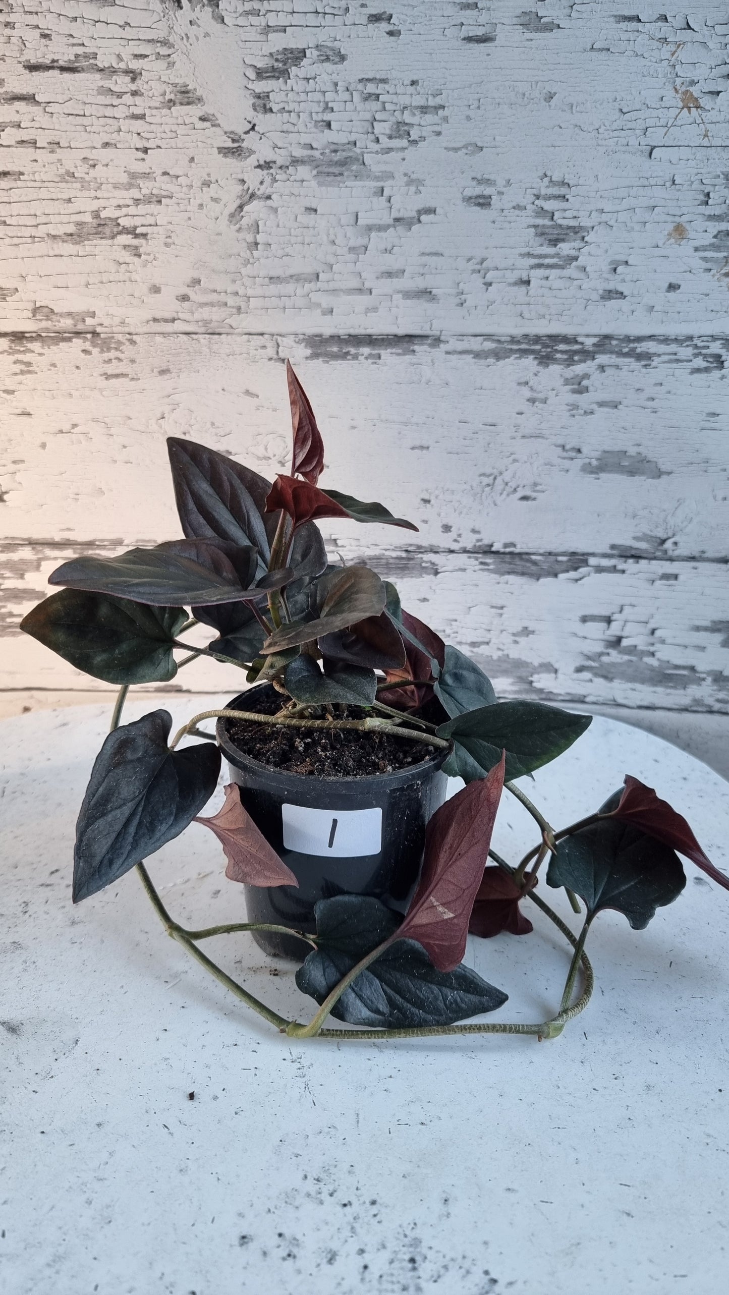 Syngonium erythrophyllum - Red Arrowhead Plant