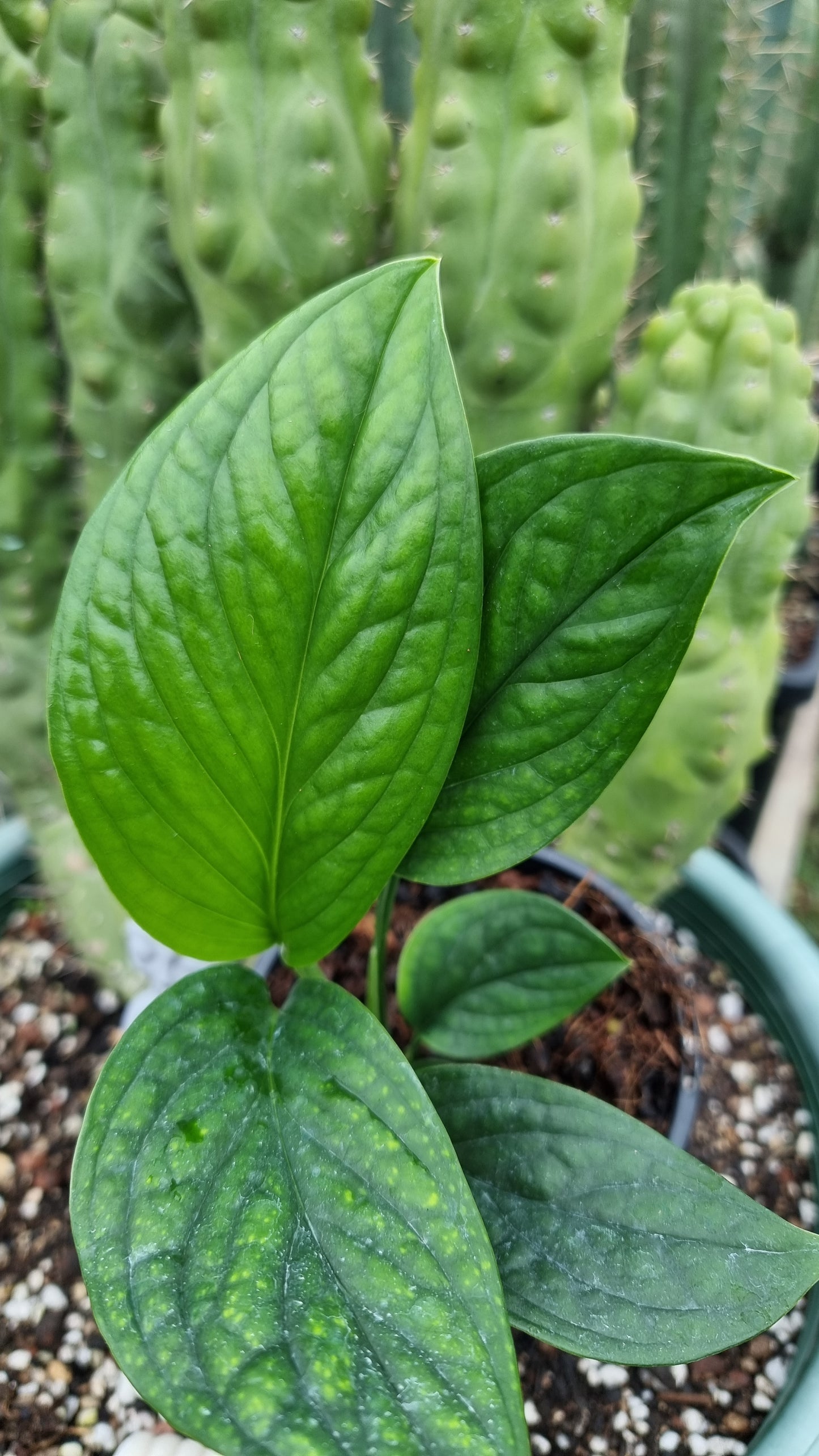 Monstera pinnatiparita
