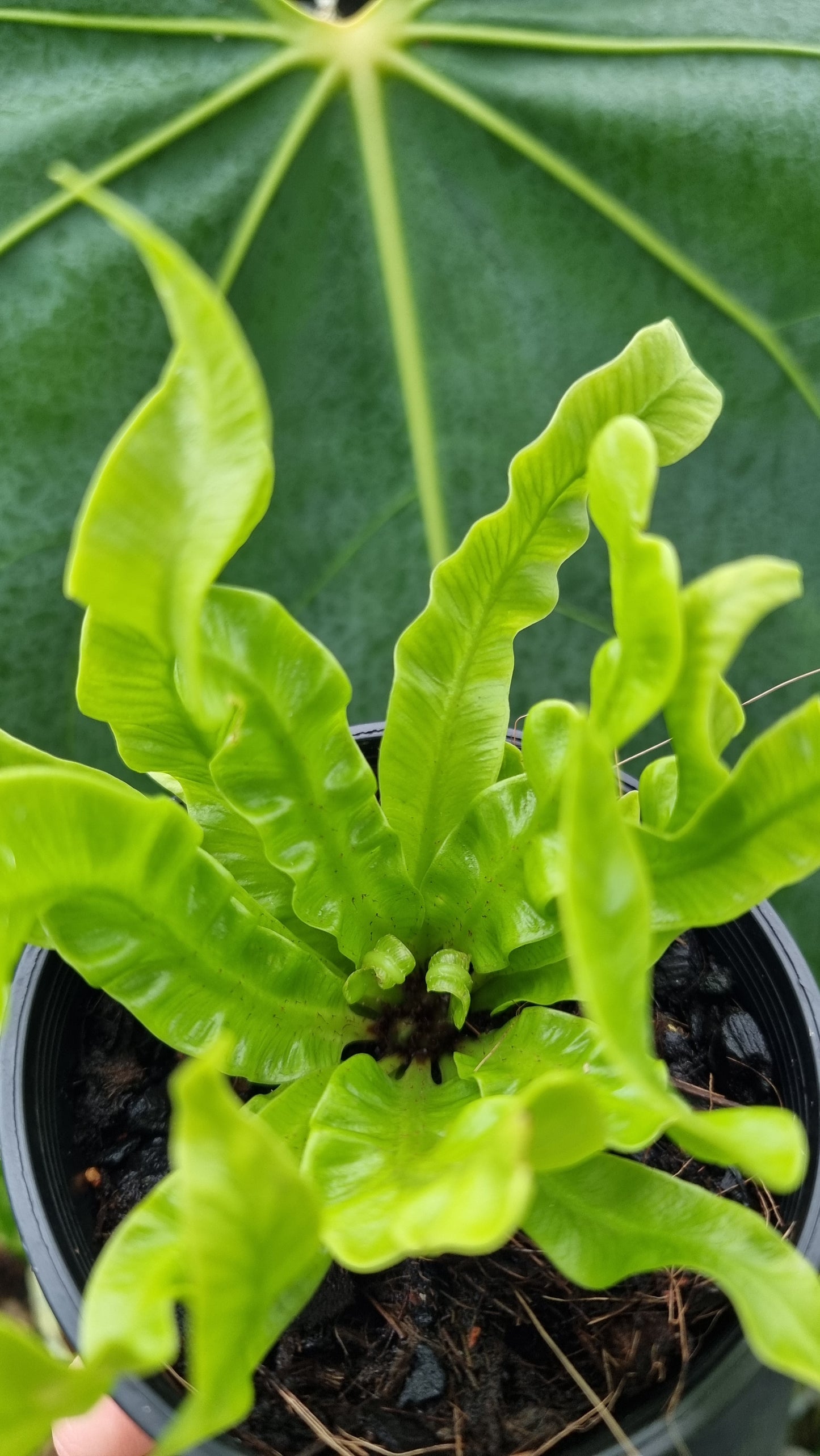 Asplenium nidas 'Crispy Wave' - Pleated Bird's Nest Fern