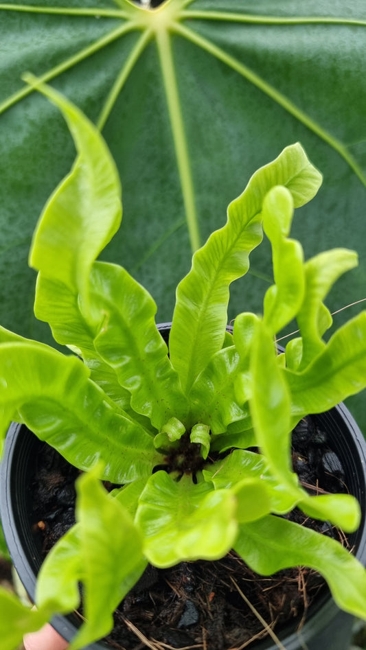 Asplenium nidas 'Crispy Wave' - Pleated Bird's Nest Fern