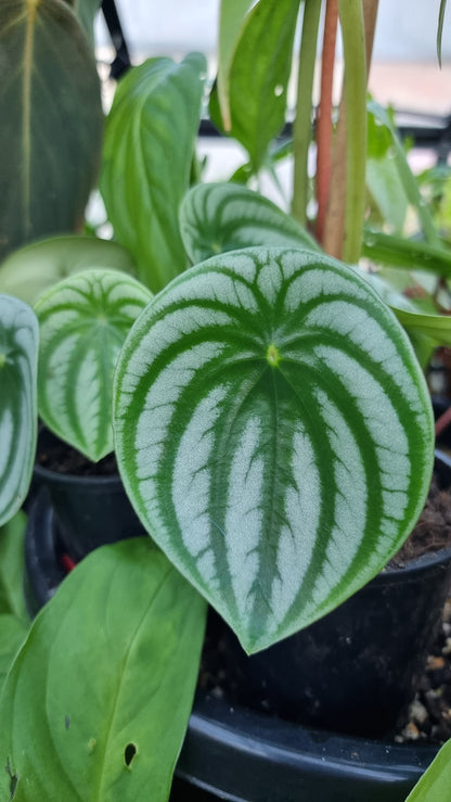 Peperomia argyreia - Watermelon Peperomia (Non-TC)