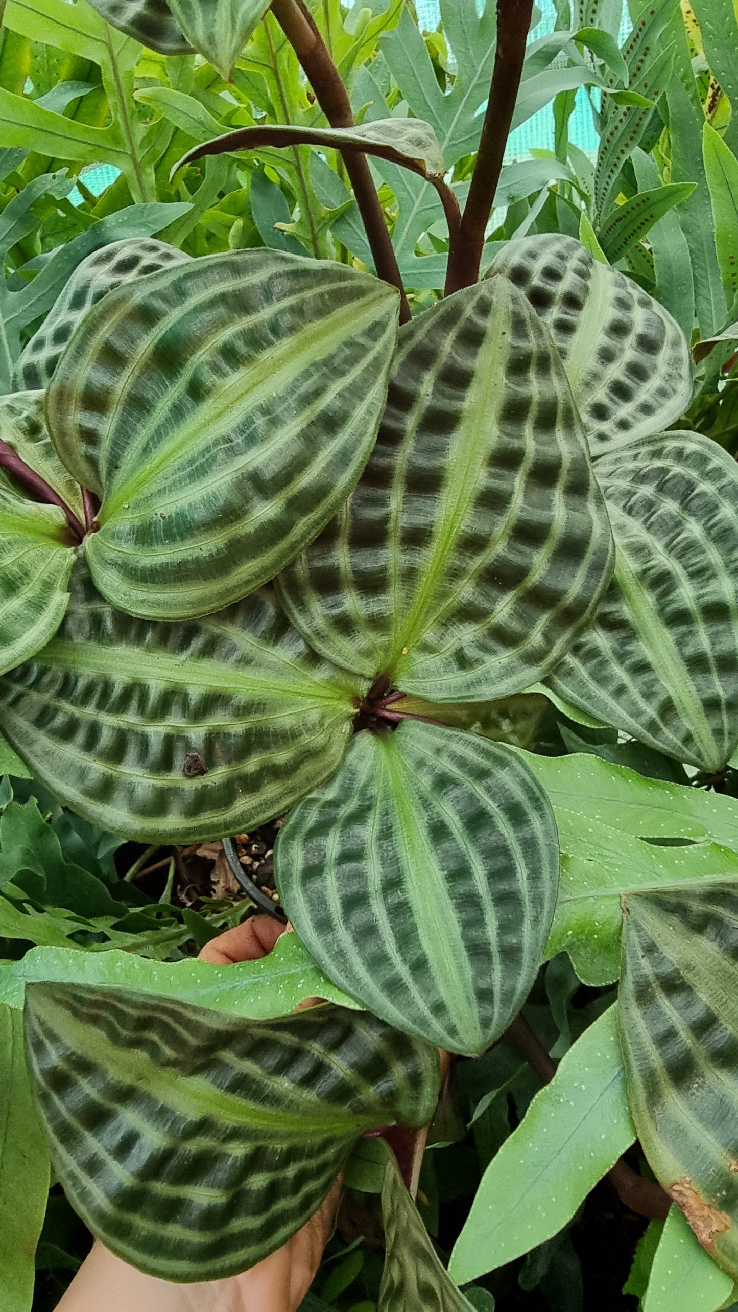 Geogenanthus poeppigii (Non-TC) - Seersucker Plant