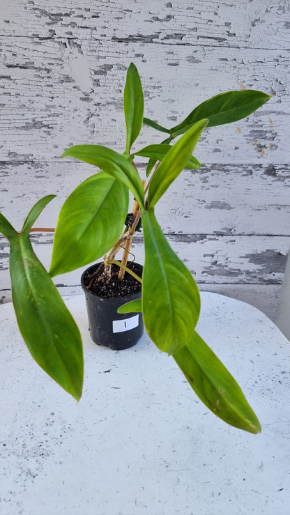 Philodendron 'Bette Waterbury' (Prev 69686) - '大耳朵'