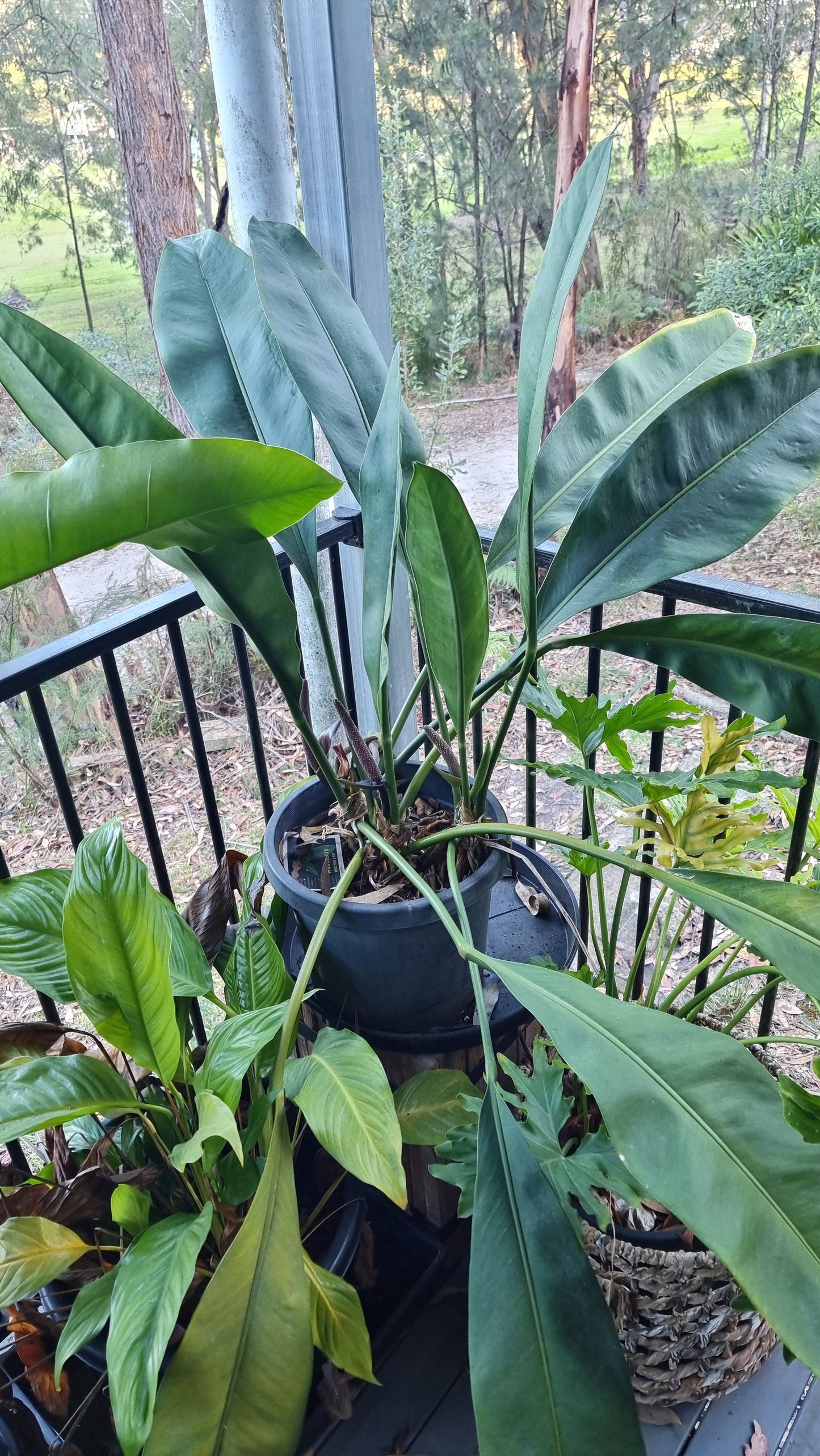 Anthurium coriaceum - Giant Paddle Leaf