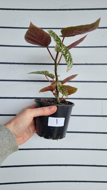Begonia x 'White Ice' -  Cane-like Begonia