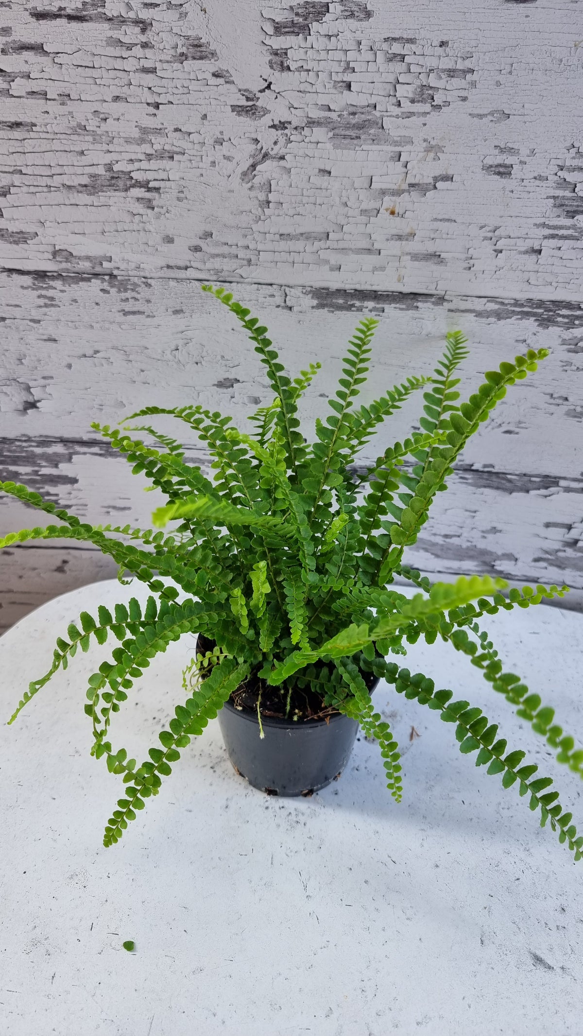 Nephrolepis cordifolia 'Duffii' - 柠檬纽扣蕨