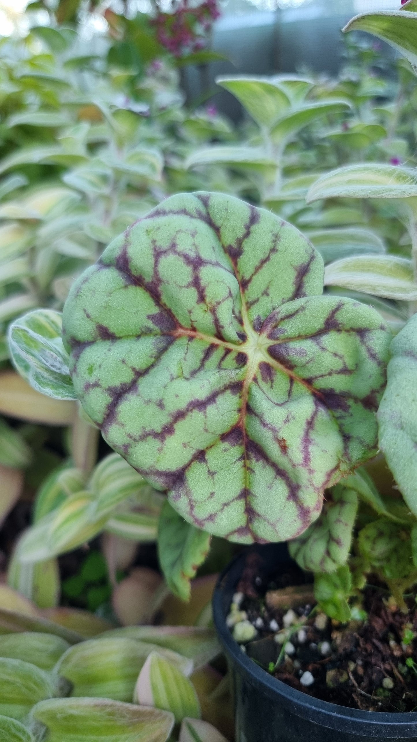 Begonia 'Page 13' - Blue Leaf