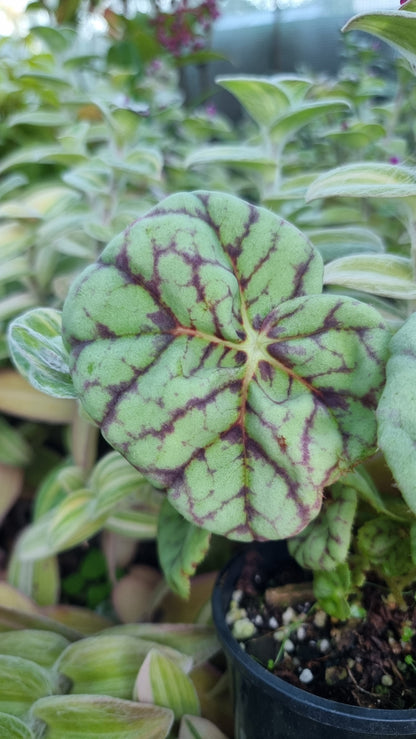 Begonia 'Page 13' - Blue Leaf