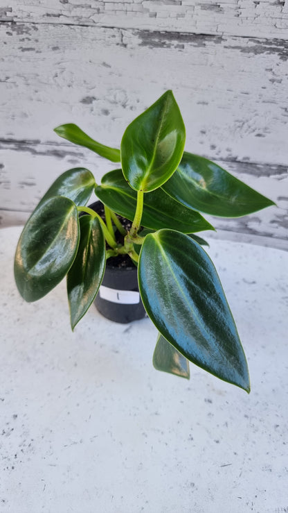 Peperomia maculosa 'Xiang Cao' - Radiator Plant