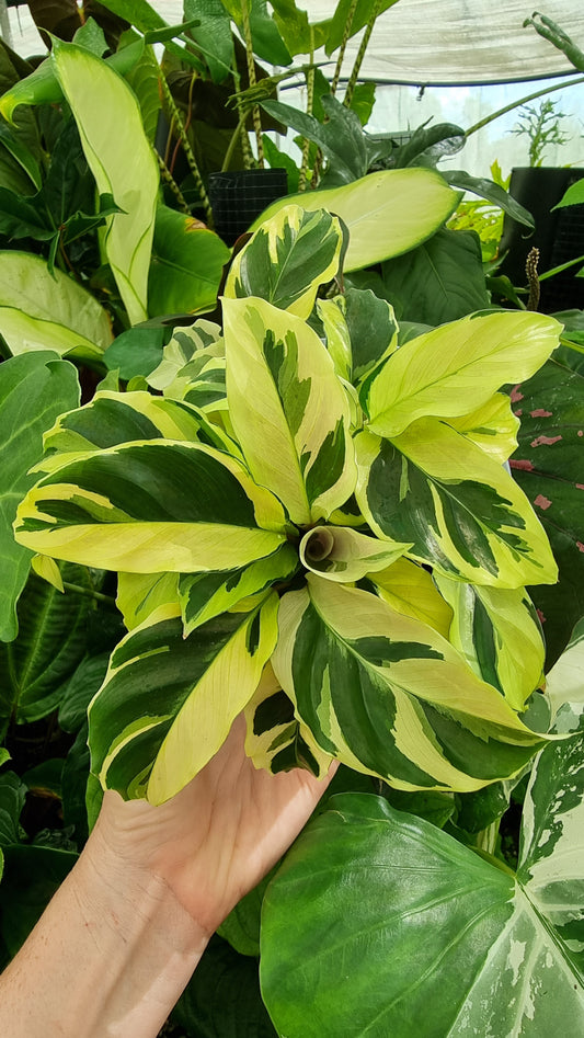 Goeppertia (Calathea) louisae ‘Thai Beauty’