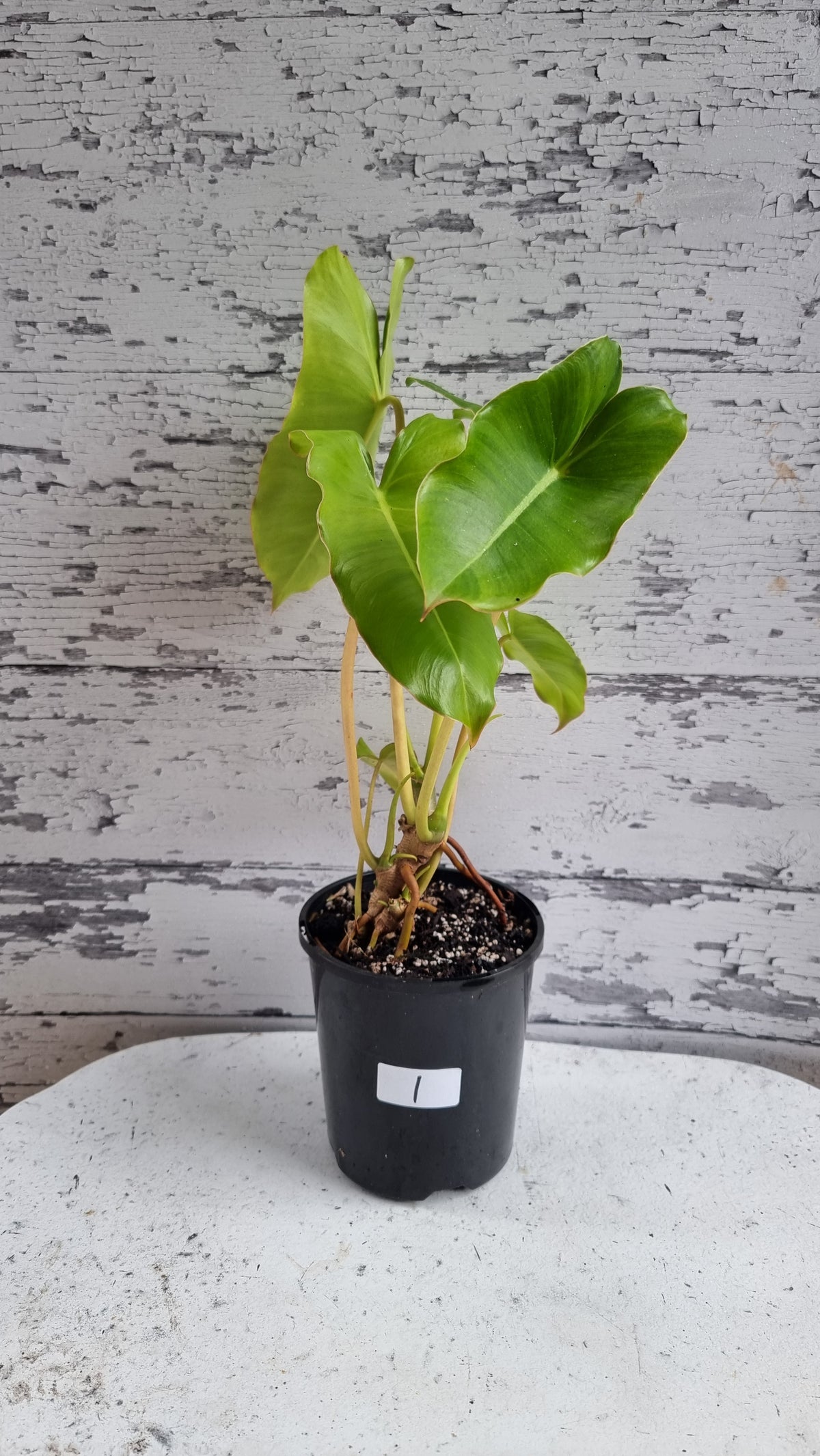 Philodendron 'Burle Marx'