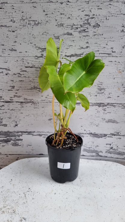 Philodendron 'Burle Marx'