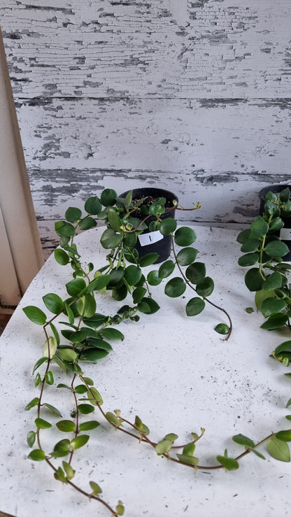Aeschynanthus radicans 'Thai Pink' - 口红植物