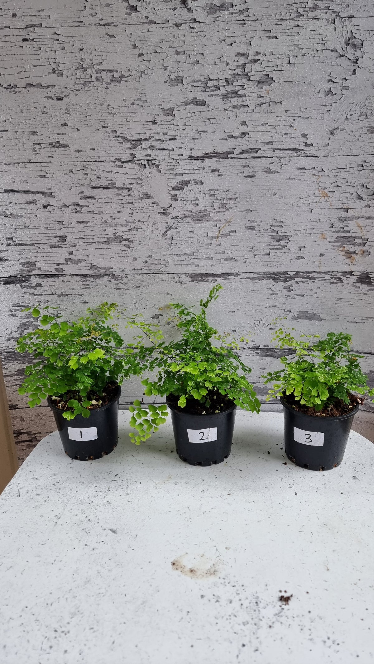 Adiantum raddianum 'Variegatum' - Variegated Delta Maidenhair Fern