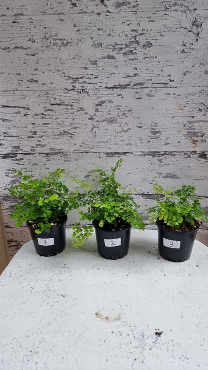 Adiantum raddianum 'Variegatum' - Variegated Delta Maidenhair Fern
