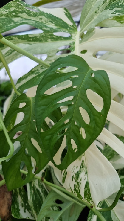 Monstera adansonii 'Monkey Mask' - Swiss Cheese Plant