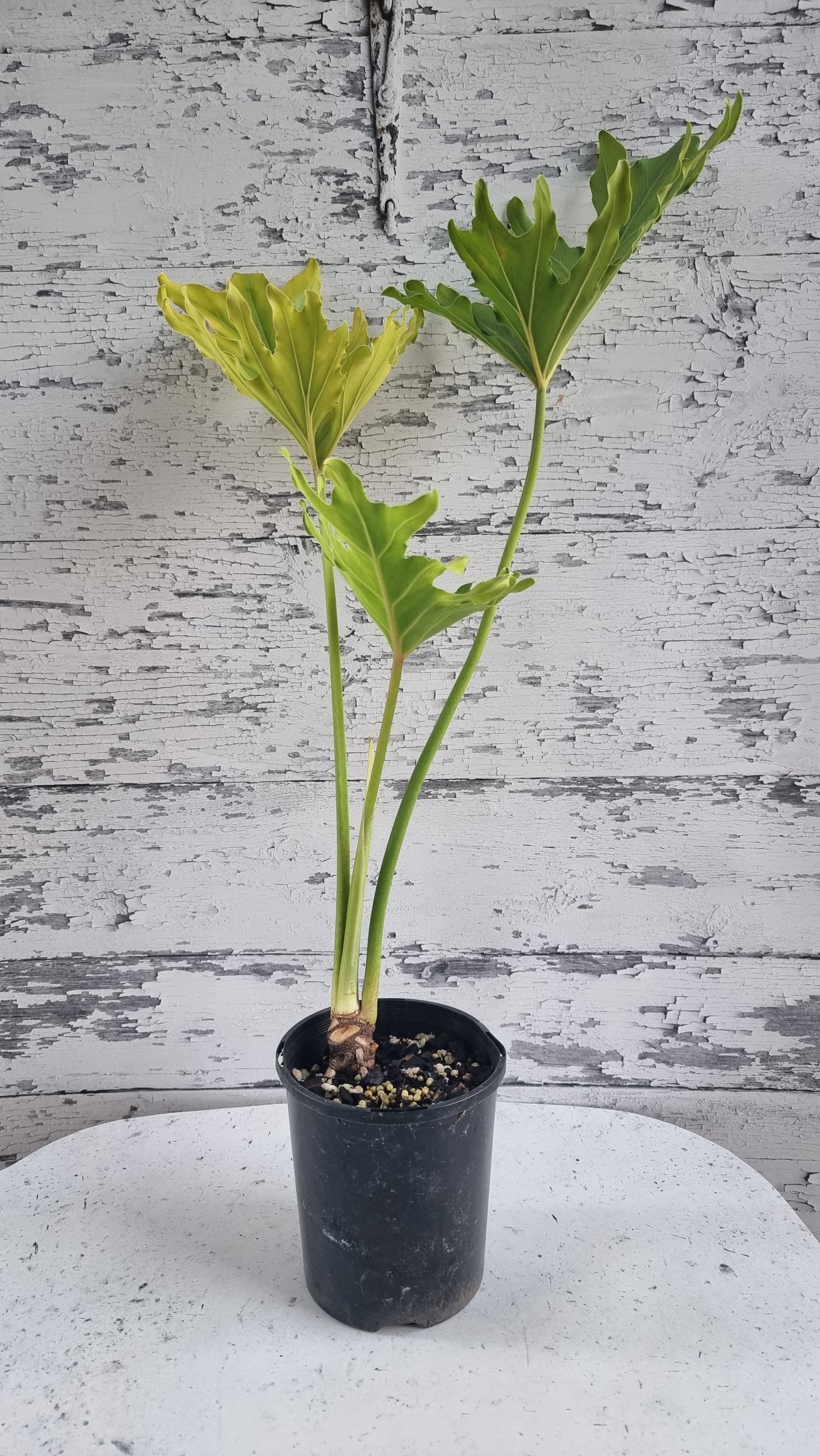 Thaumatophyllum (prev. Philodendron) bipinnatifidum ‘Hope’ - Tree Philodendron
