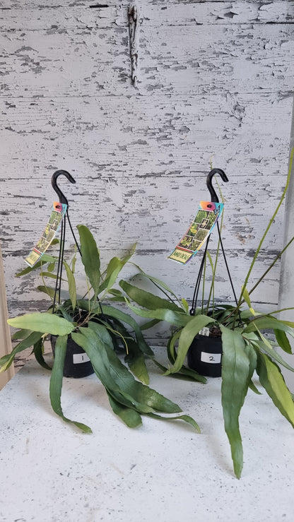 Rhipsalis ramulosa - Mistletoe Cactus