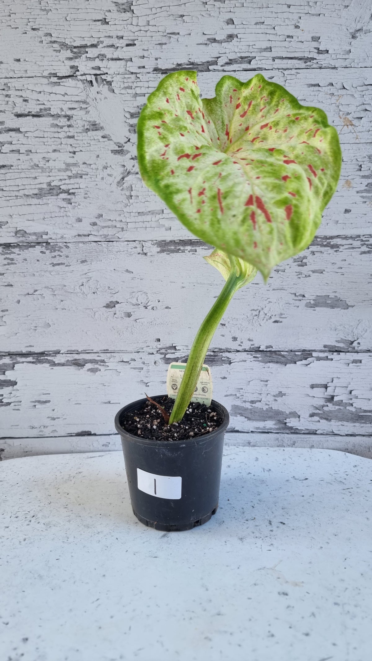 Caladium bicolour 'Emerald Flame'