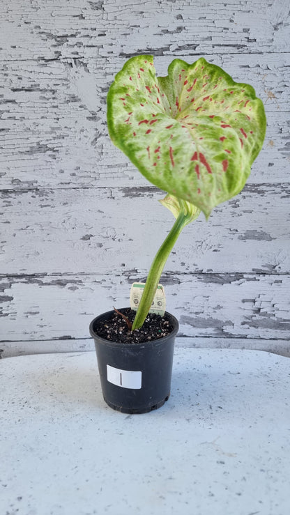 Caladium bicolour 'Emerald Flame'