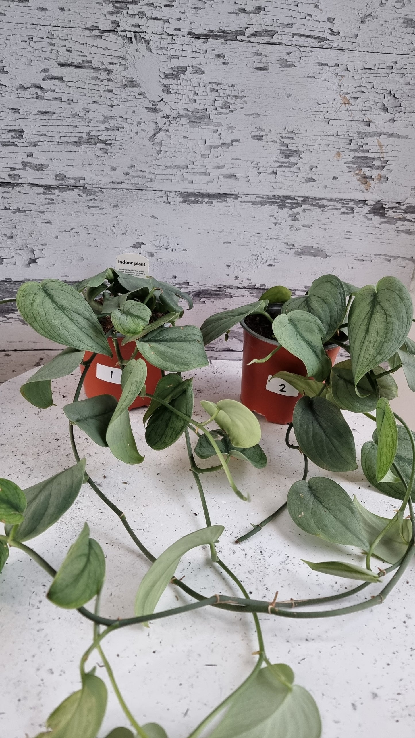 Scindapsus pictus 'Silver Hero' - Platinum Pothos