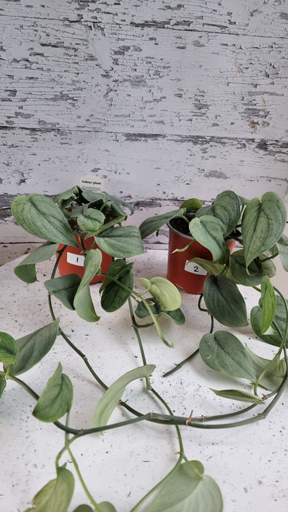 Scindapsus pictus 'Silver Hero' - Platinum Pothos