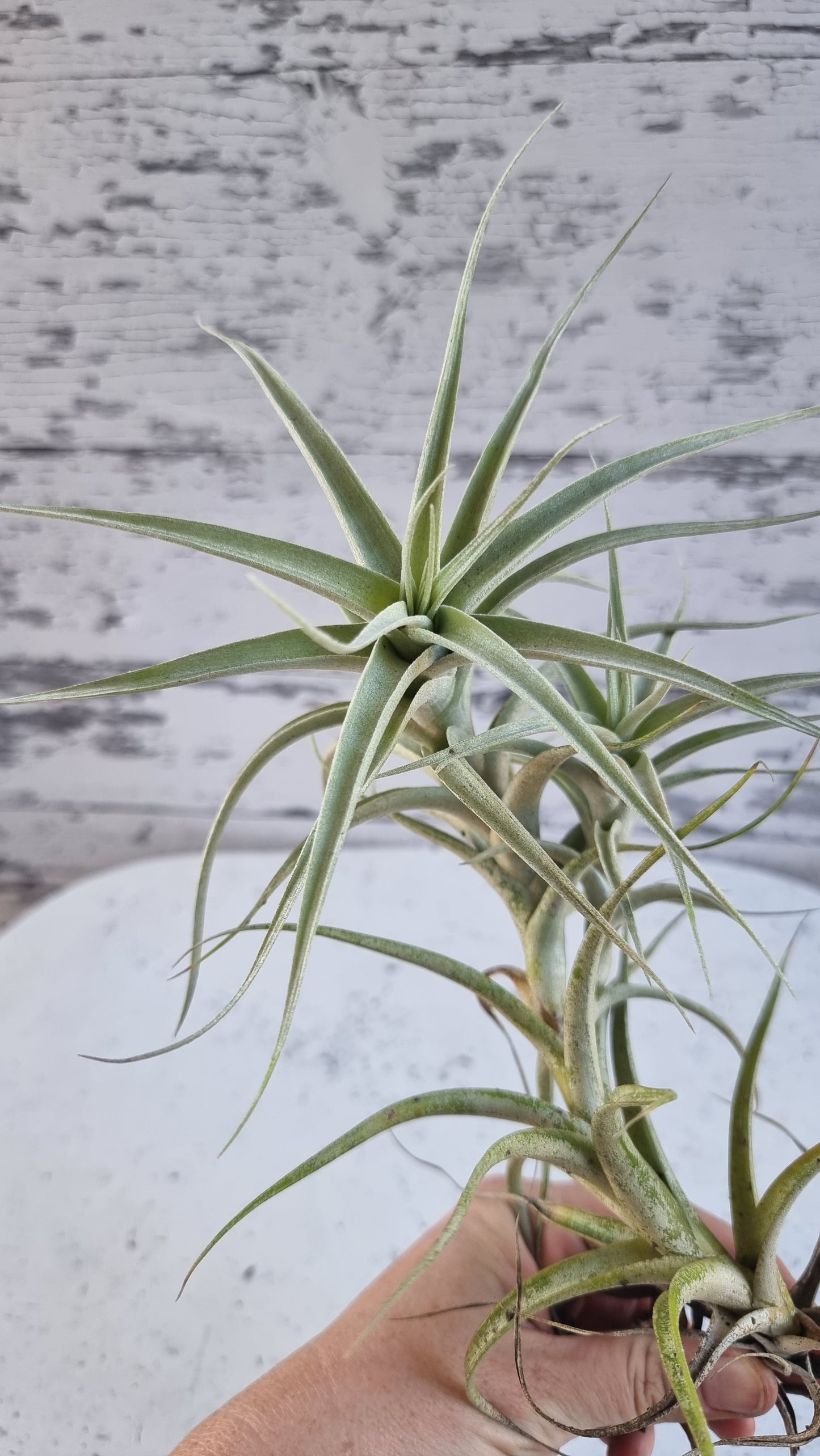Tillandsia albida - Air Plant