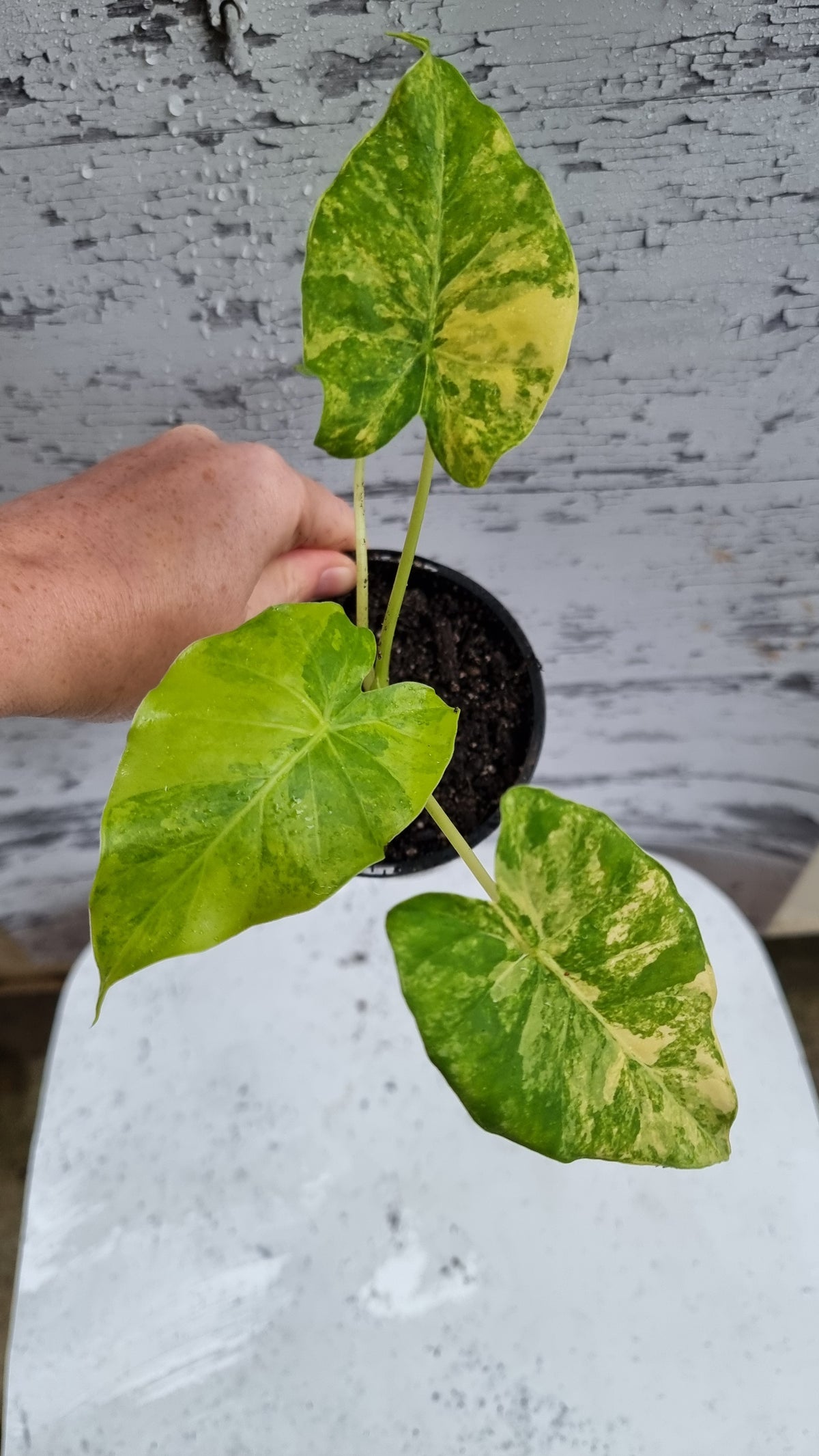 Alocasia gageana 'Aurea' - Yellow Variegated Elephant Ear