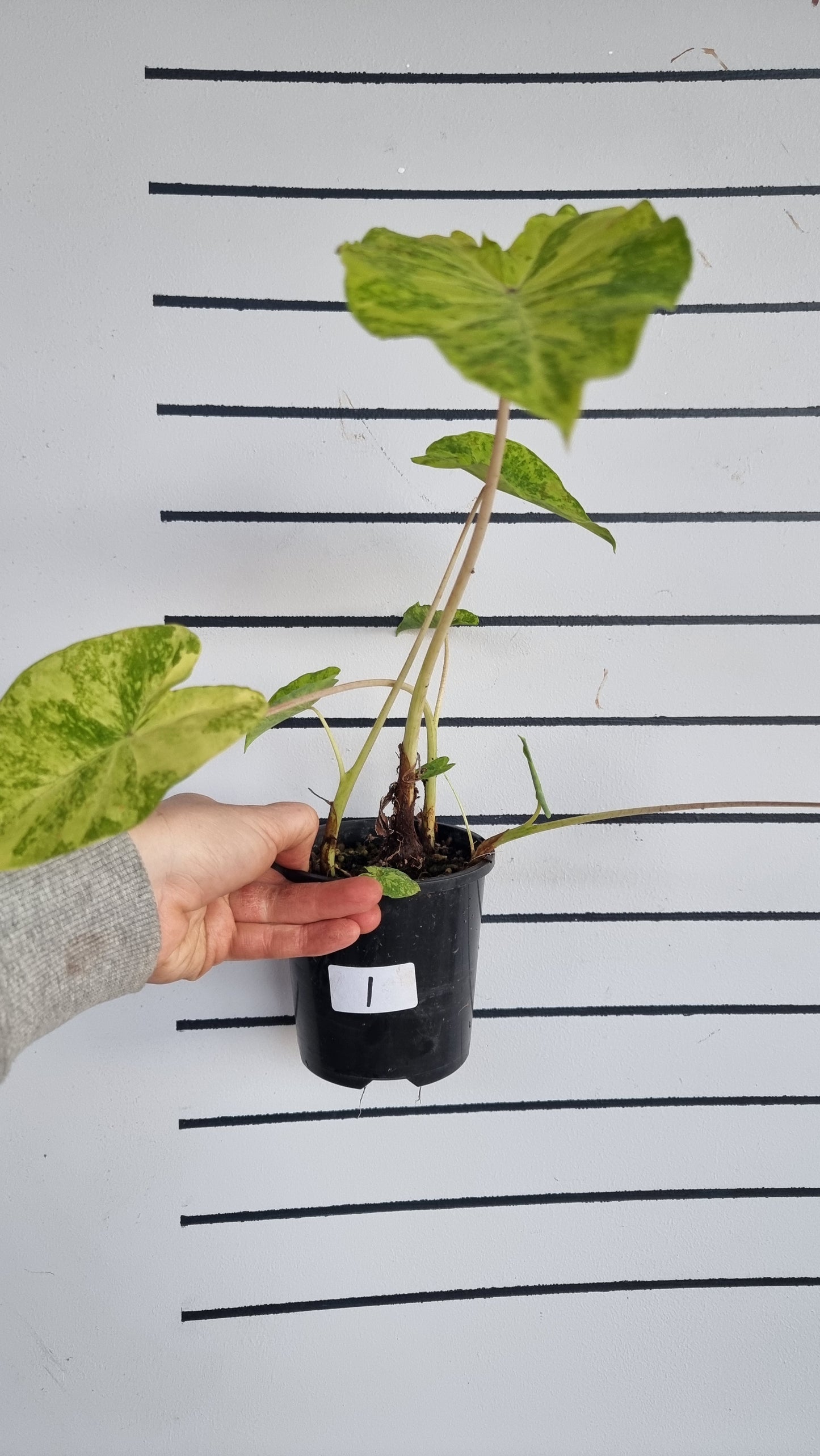 Colocasia esculenta 'Midori Sour' - Taro Plant