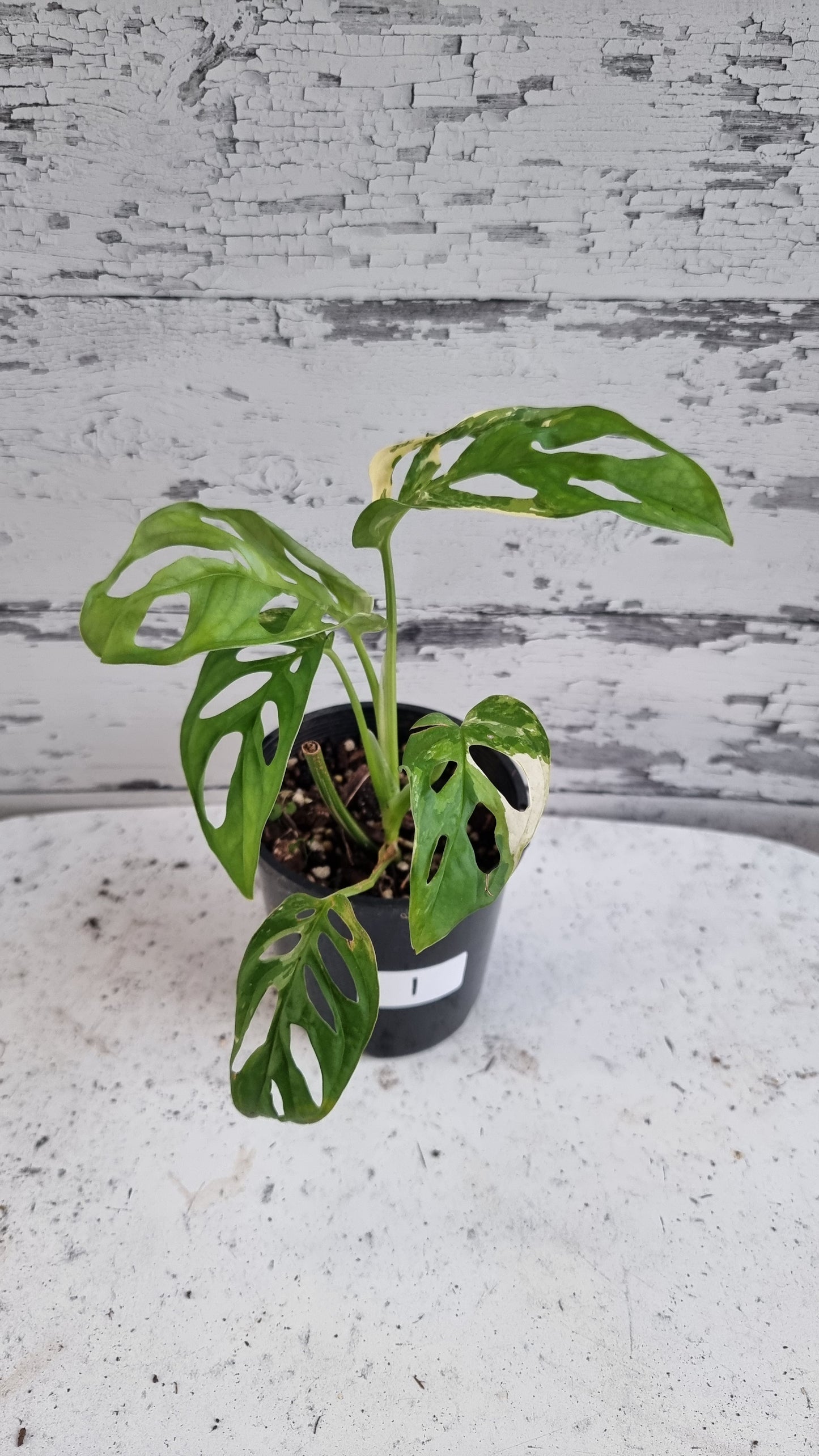 Monstera adansonii variegata - Variegated Swiss Cheese Plant