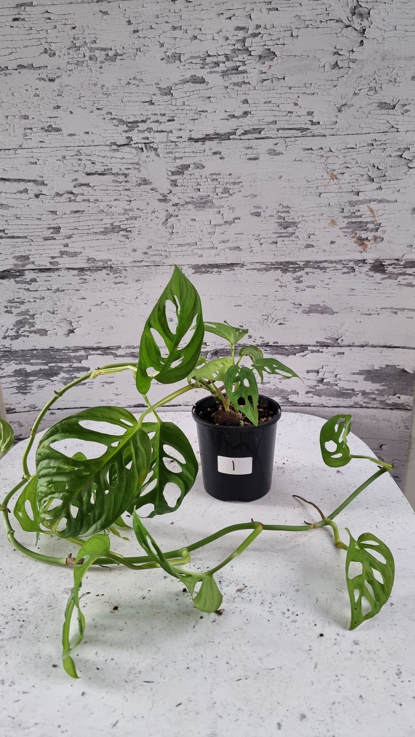 Monstera adansonii 'Monkey Mask' - Swiss Cheese Plant