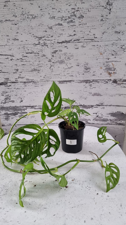 Monstera adansonii 'Monkey Mask' - Swiss Cheese Plant