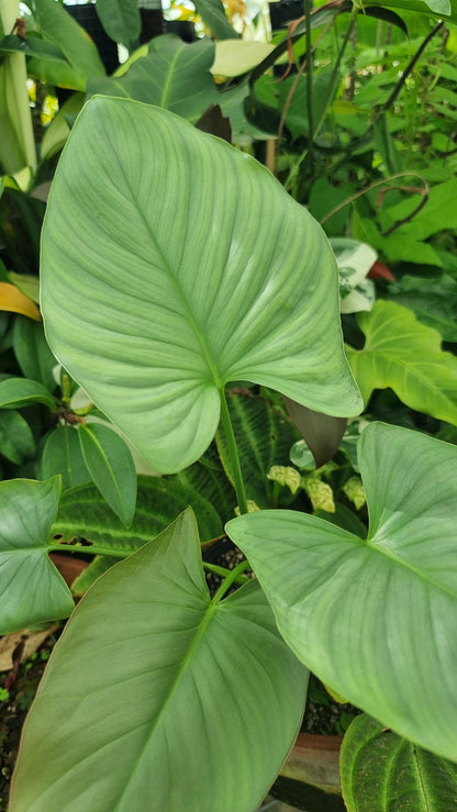 Homalomena sp. 'Silver'