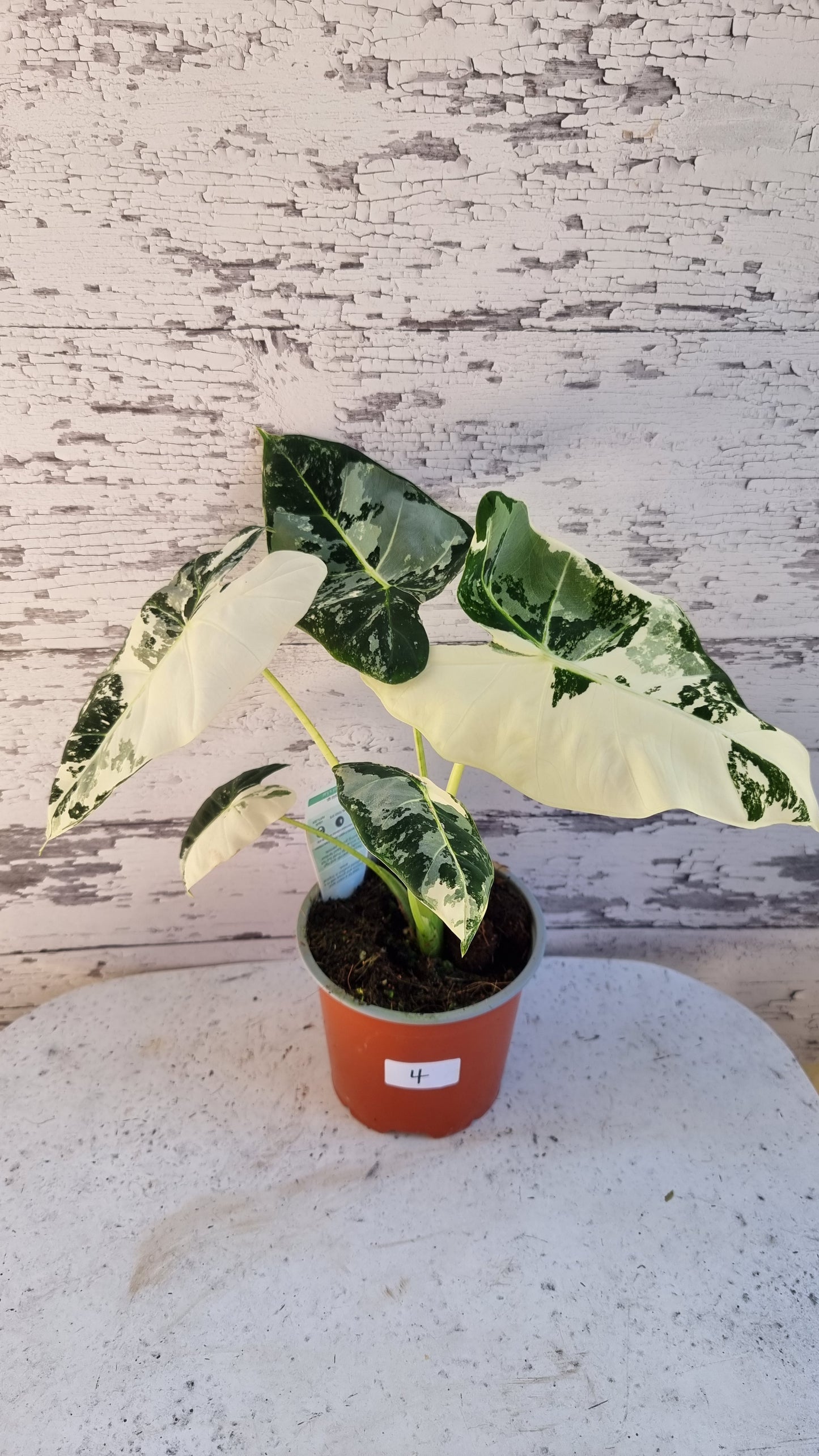 Alocasia micholitziana 'Frydek' - 雜色綠天鵝絨