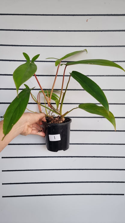 Philodendron 'Bette Waterbury' (Prev 69686) - 'Big Ears'