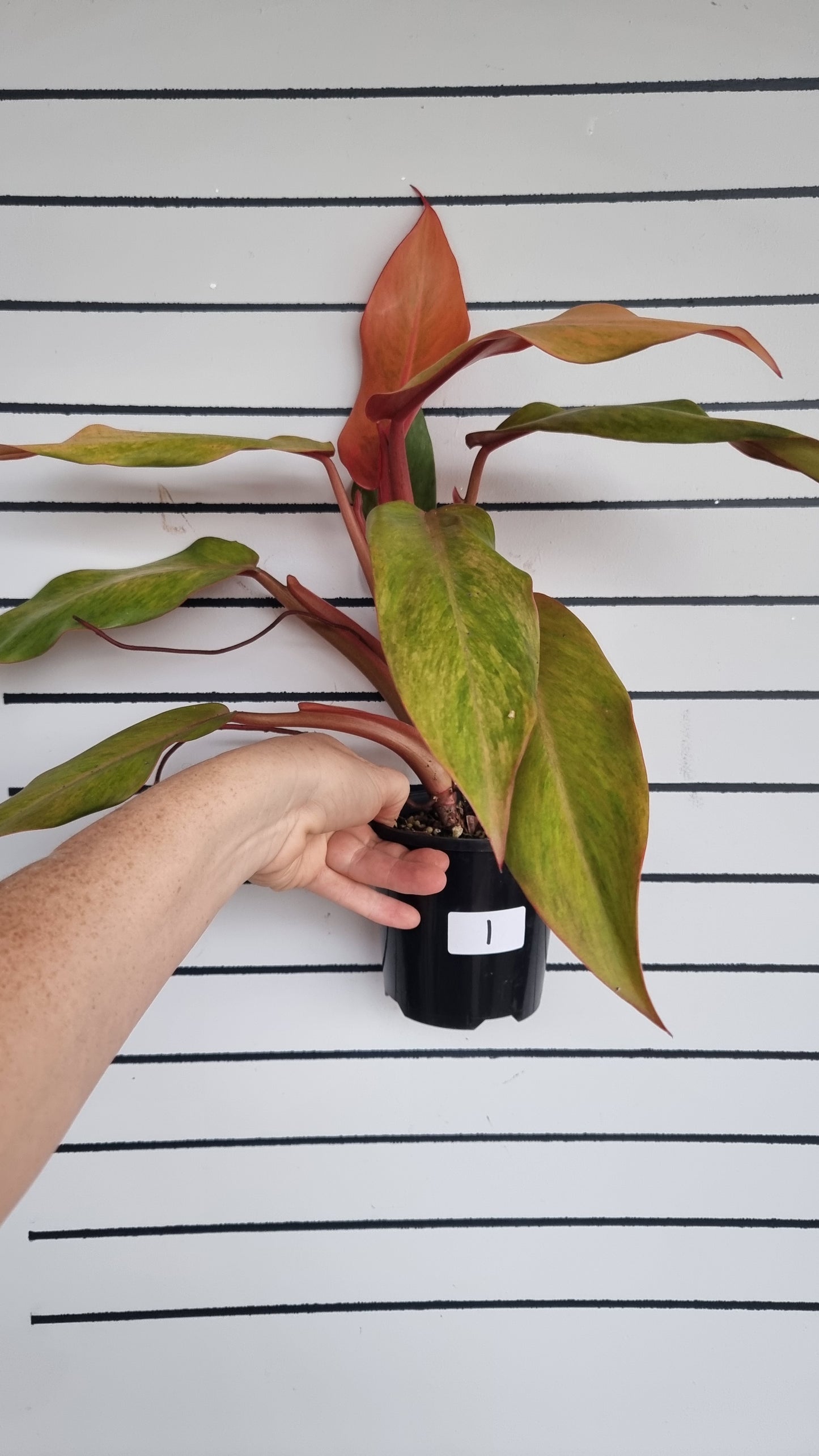 Philodendron erubescens ‘橙子果酱’