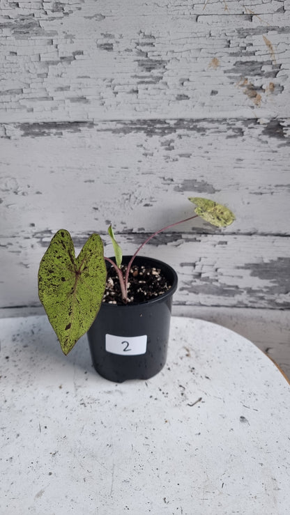 Colocasia esculenta 'Mojito' - 象耳芋植物