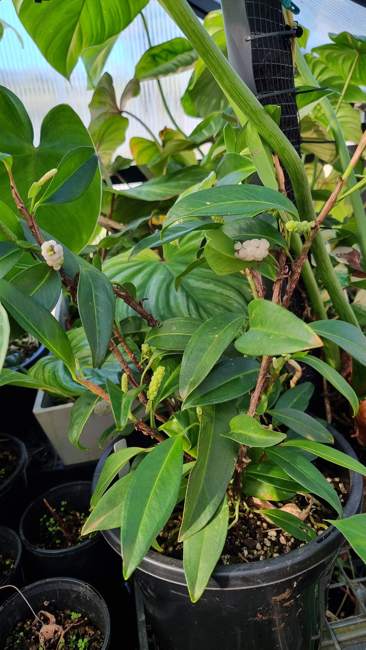 Anthurium scandens - Pearl Laceleaf