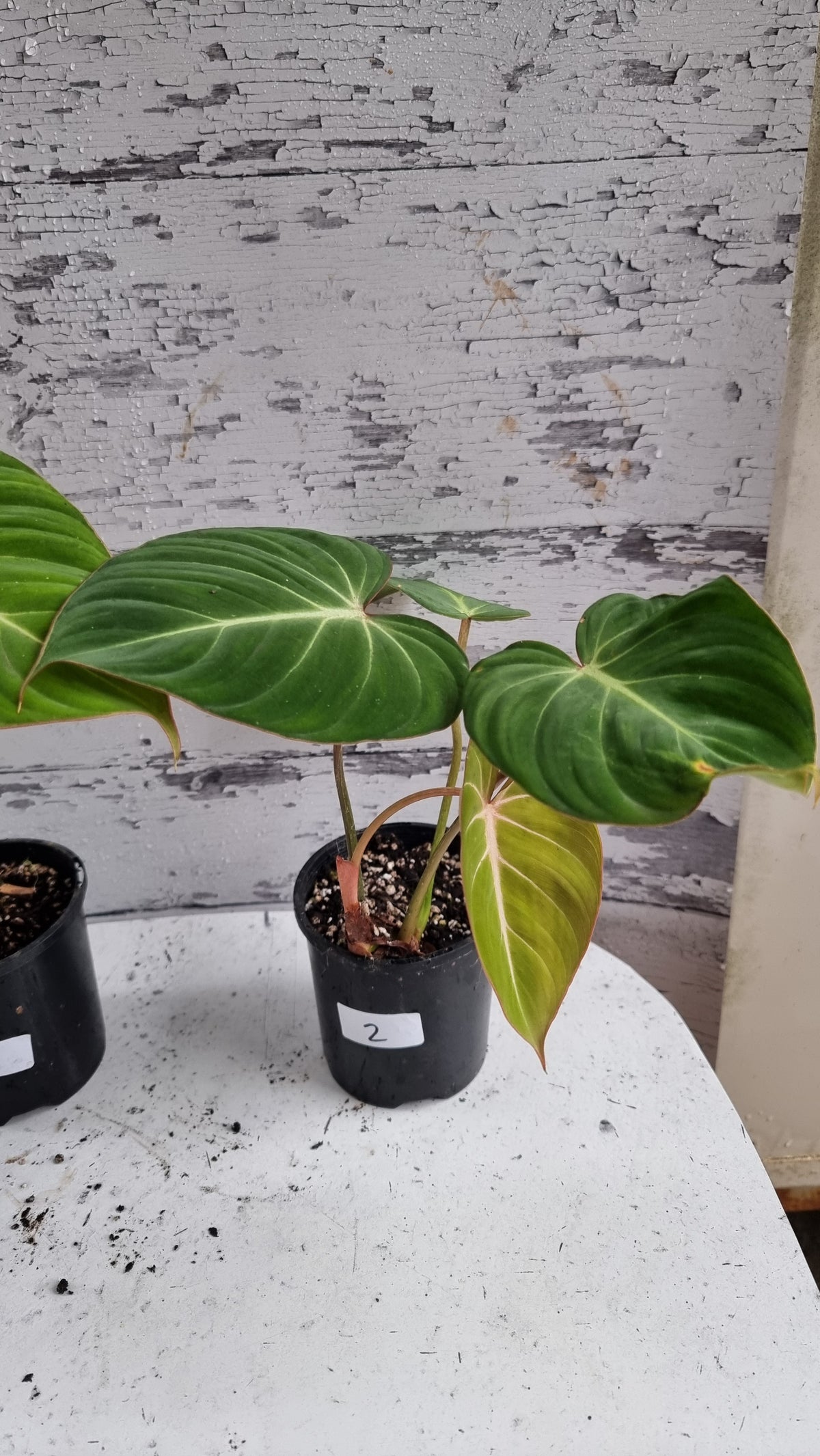 Philodendron gloriosum