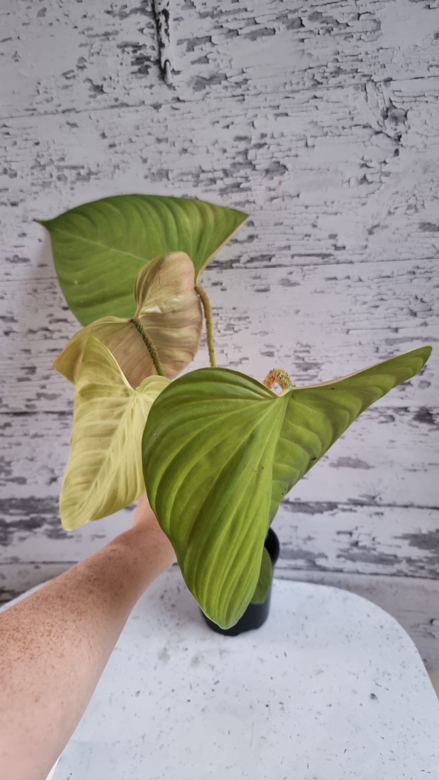 Philodendron 'Fuzzy Petiole'