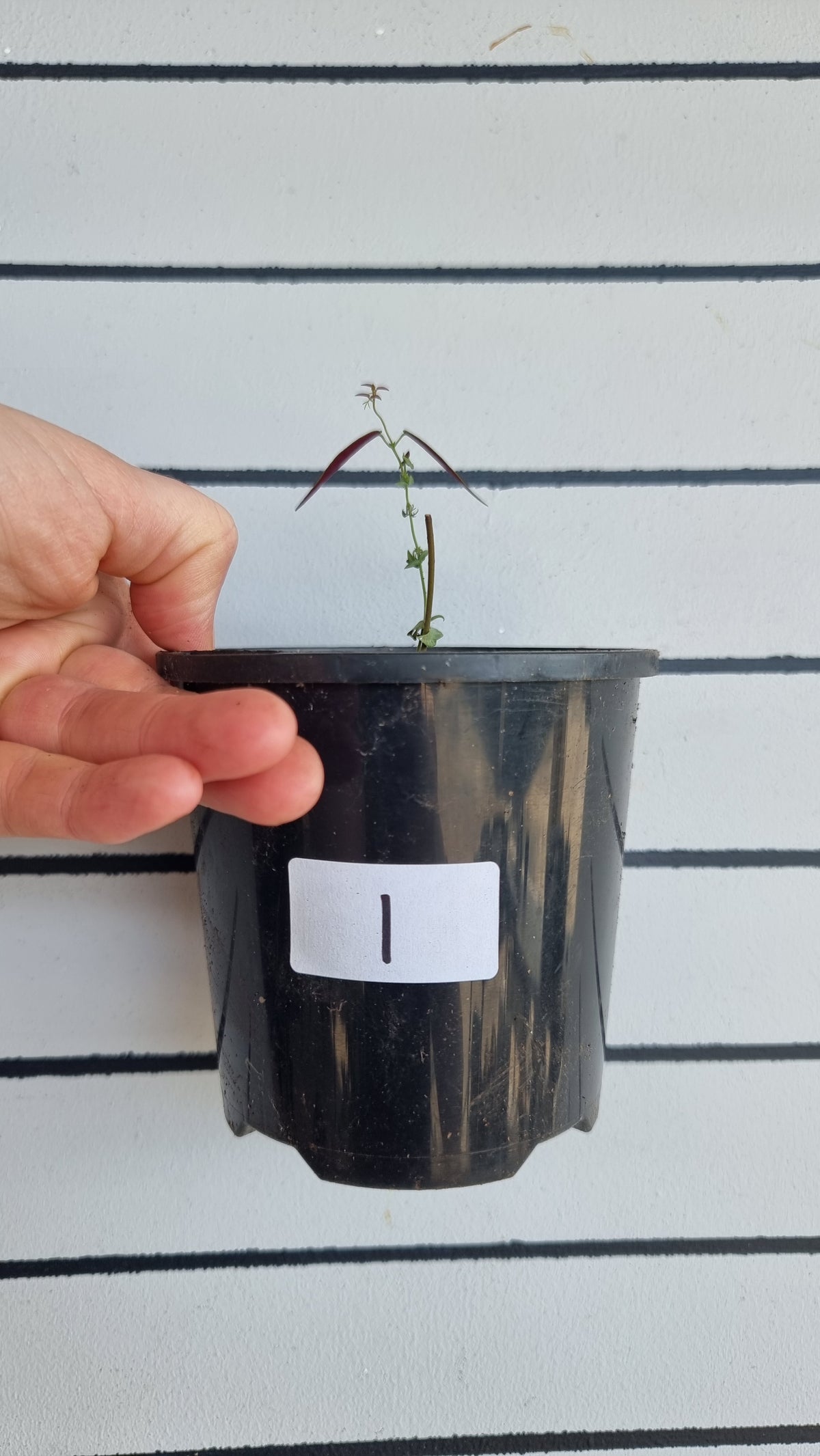 Bignonia argyro violacea - Crossvine